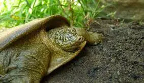 ما هو لحم الرفش