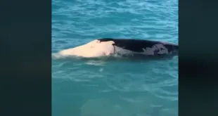 ظهور حوت الساحل الشمالي