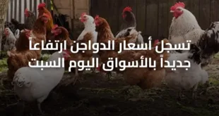 تسجل أسعار الدواجن ارتفاعاً جديداً بالأسواق اليوم السبت