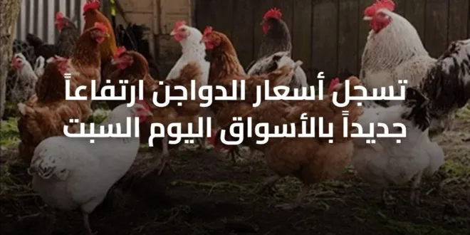 تسجل أسعار الدواجن ارتفاعاً جديداً بالأسواق اليوم السبت