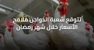 تتوقع شعبة الدواجن ملامح الأسعار خلال شهر رمضان