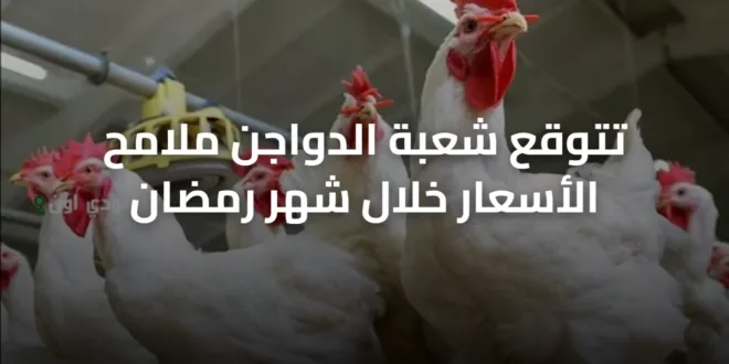 تتوقع شعبة الدواجن ملامح الأسعار خلال شهر رمضان