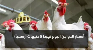 أسعار الدواجن اليوم تهبط 5 جنيهات (رسمياً)