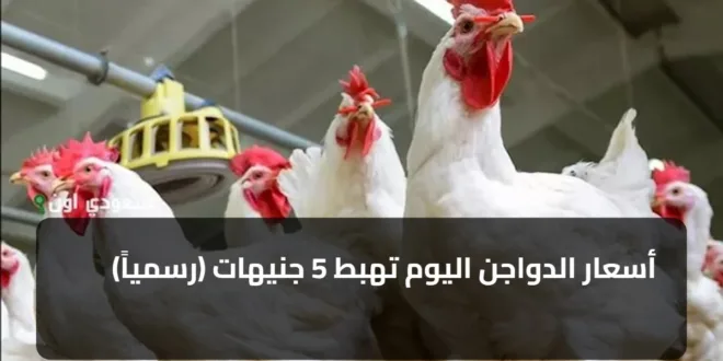 أسعار الدواجن اليوم تهبط 5 جنيهات (رسمياً)